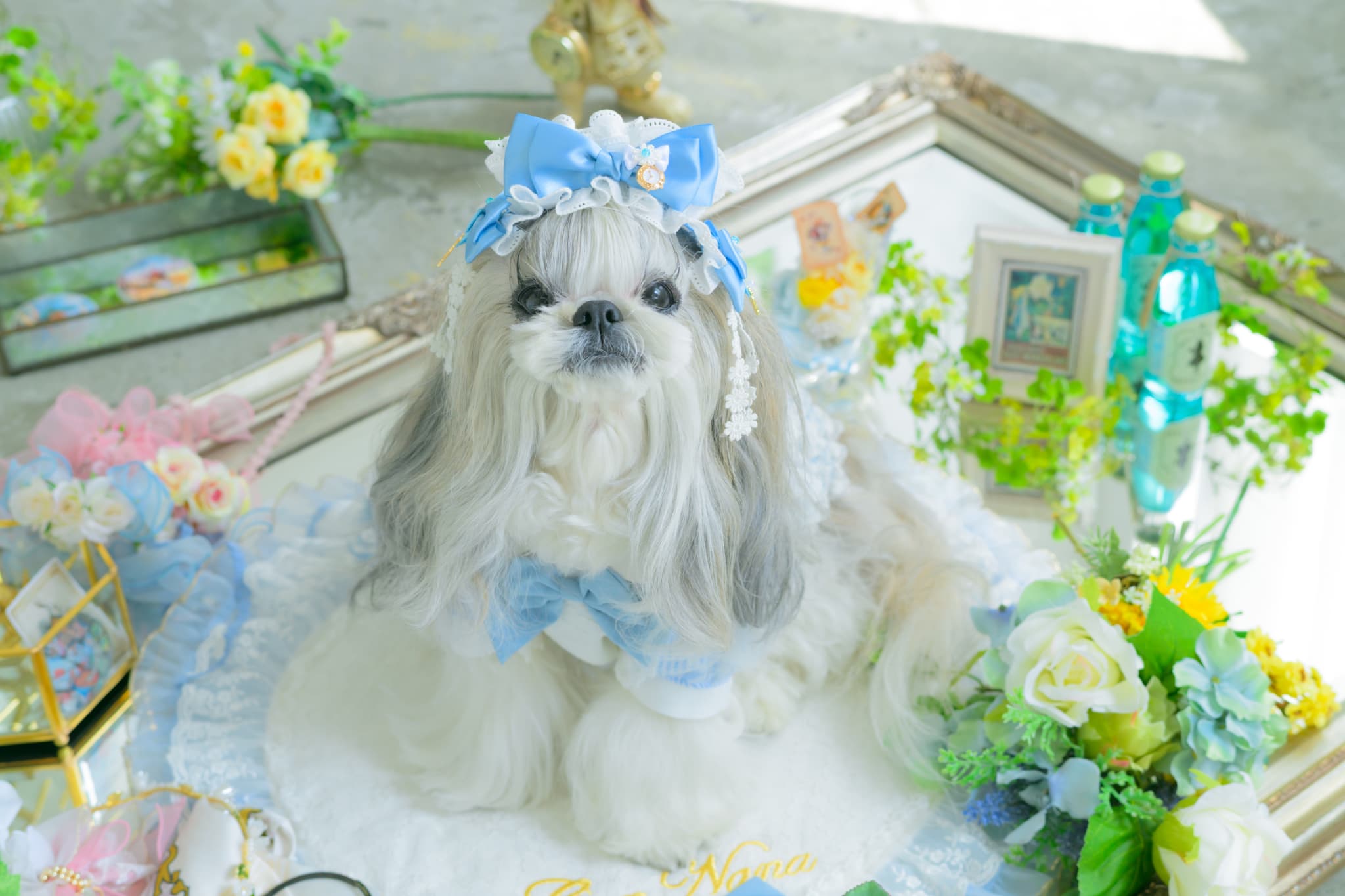 アリス ストライプシャツ ブルー