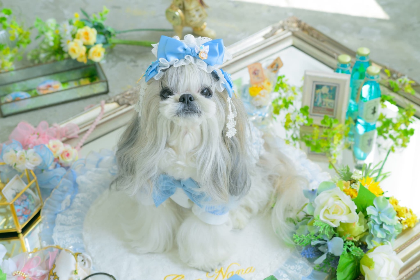 アリス ストライプシャツ ブルー