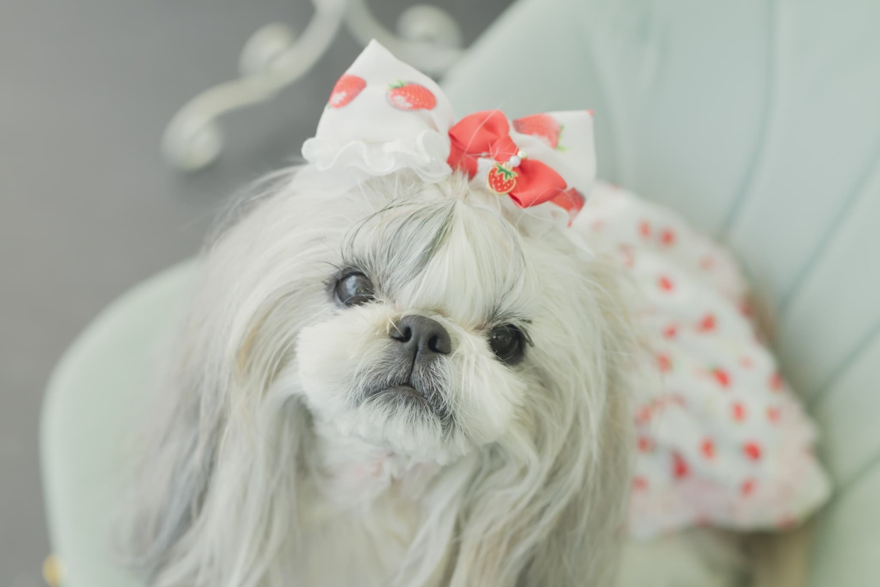 いちご柄カチューシャ風バレッタリボン