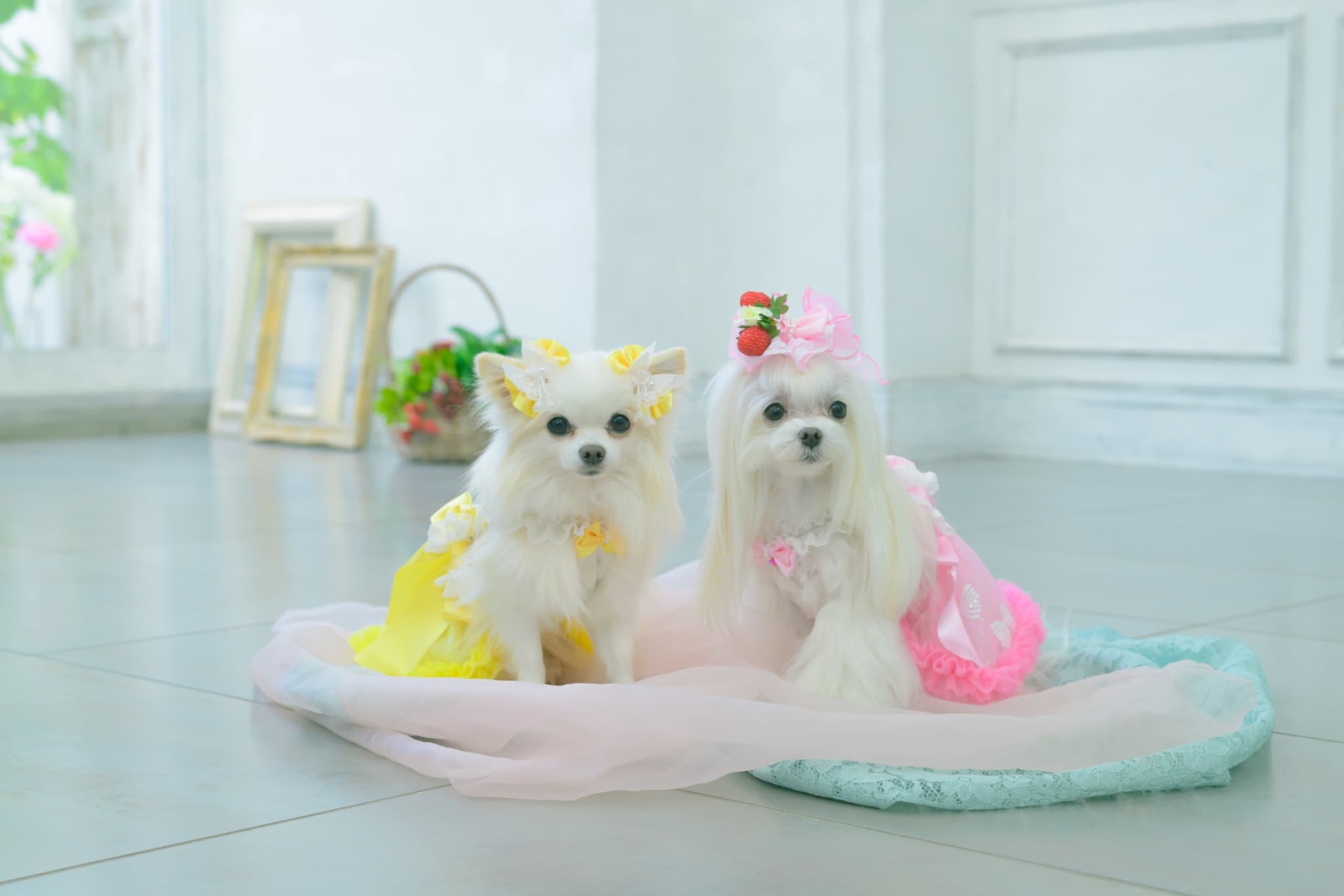 LB-330 フレッシュストロベリーバレッタリボン