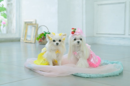 LB-330 フレッシュストロベリーバレッタリボン