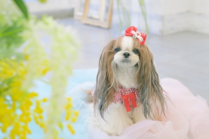 1177 ハートギンガムワンピース