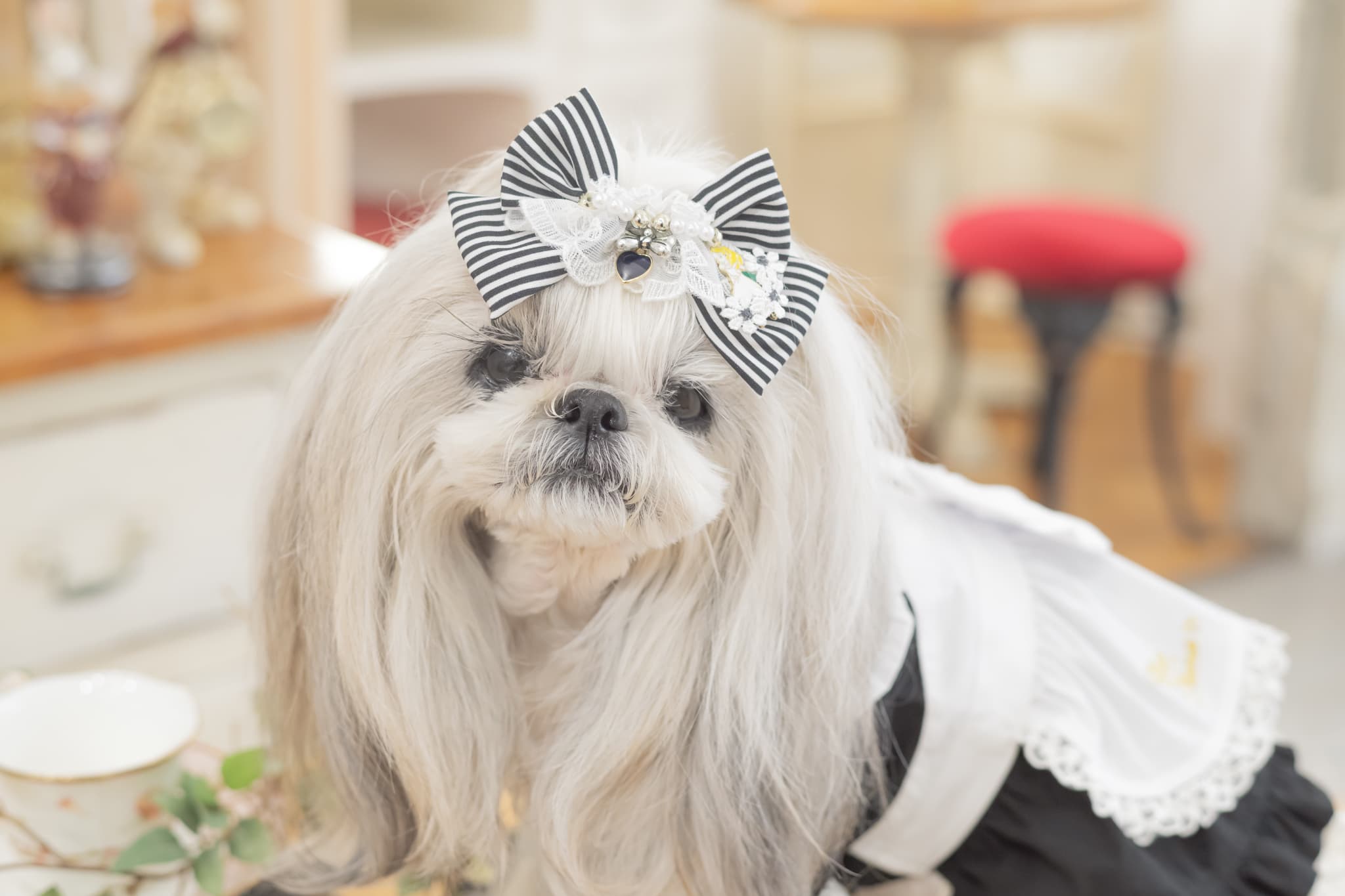 【限定】ブラックストライプアリスバレッタ