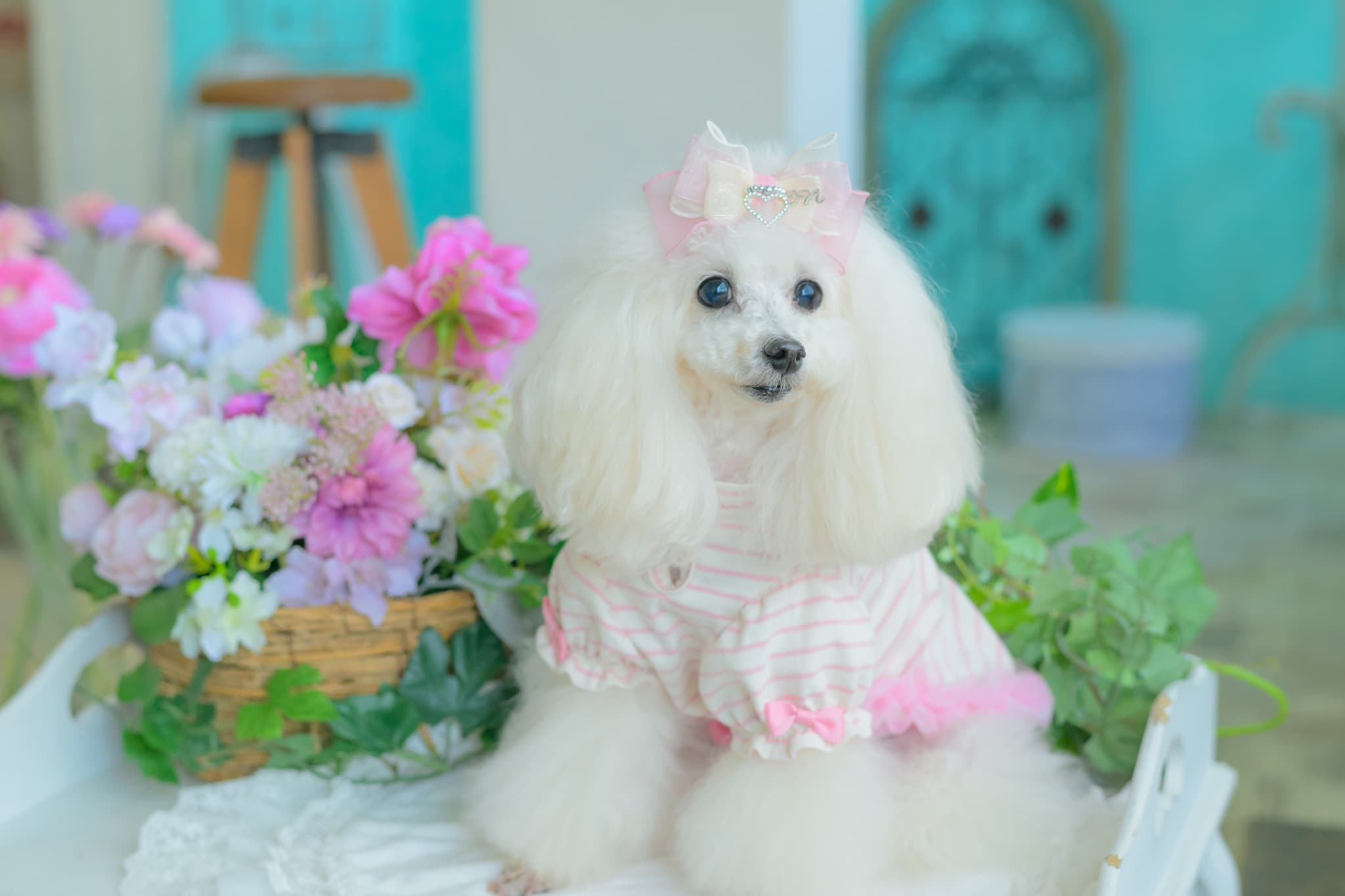 LB-337 ｵｰｶﾞﾝｼﾞｰ＆ｵｰﾌﾟﾝﾊｰﾄﾊﾞﾚｯﾀ