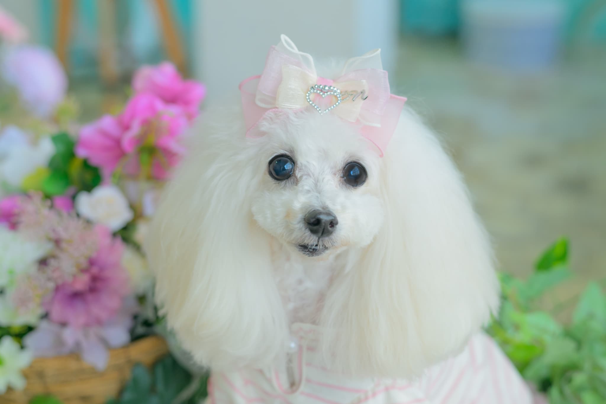 LB-337 ｵｰｶﾞﾝｼﾞｰ＆ｵｰﾌﾟﾝﾊｰﾄﾊﾞﾚｯﾀ