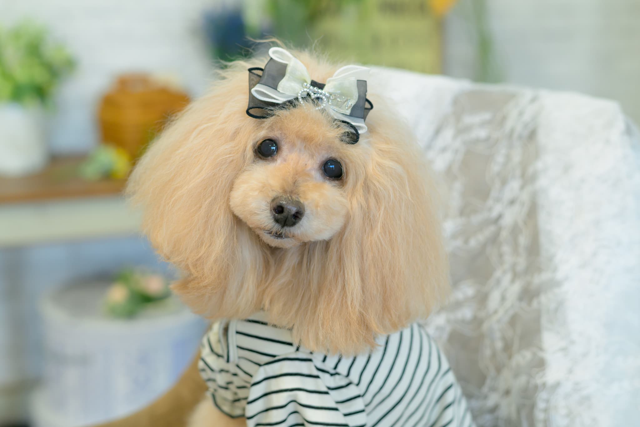 LB-337 ｵｰｶﾞﾝｼﾞｰ＆ｵｰﾌﾟﾝﾊｰﾄﾊﾞﾚｯﾀ