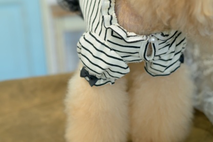 1185ﾛｺﾞﾗｲﾝｽﾄｰﾝﾎﾞｰﾀﾞｰｶｯﾄｿｰ