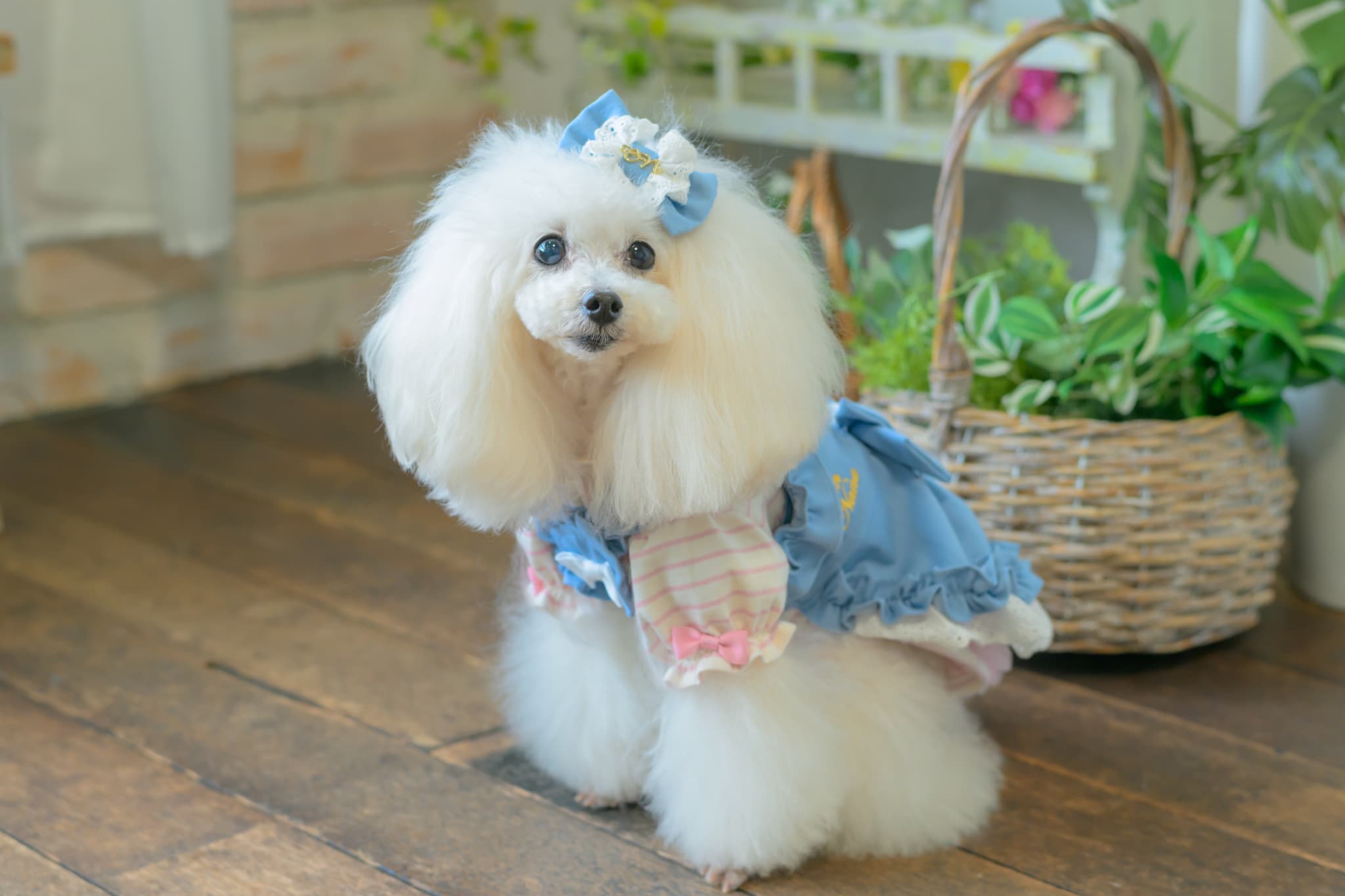 1185ﾛｺﾞﾗｲﾝｽﾄｰﾝﾎﾞｰﾀﾞｰｶｯﾄｿｰ