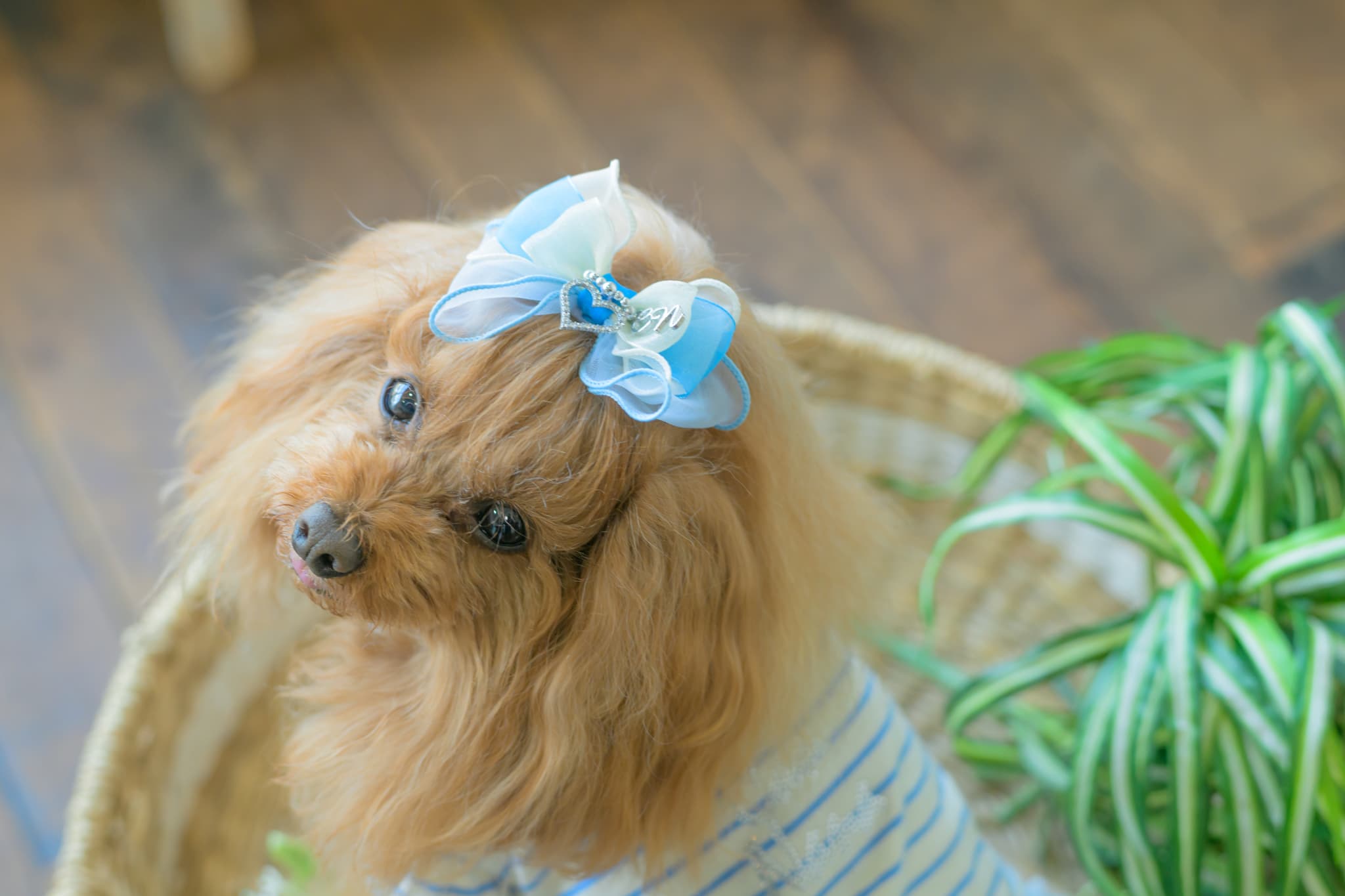 LB-337 ｵｰｶﾞﾝｼﾞｰ＆ｵｰﾌﾟﾝﾊｰﾄﾊﾞﾚｯﾀ