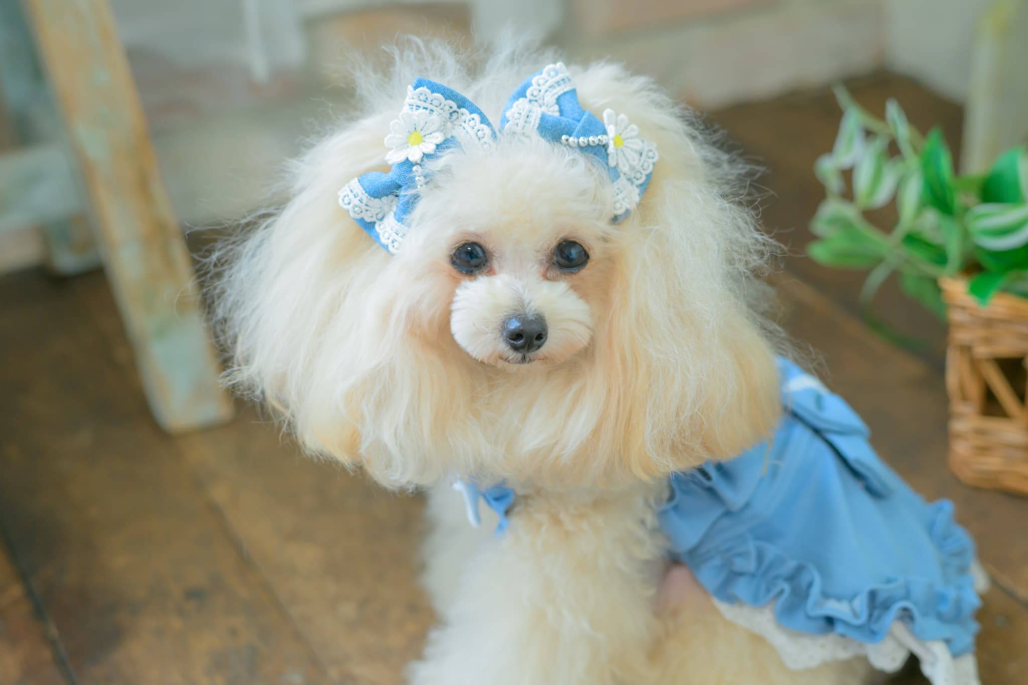 LB-336 ﾃﾞﾆﾑ＆ﾌﾗﾜｰ ﾐﾆﾊﾞﾚｯﾀ