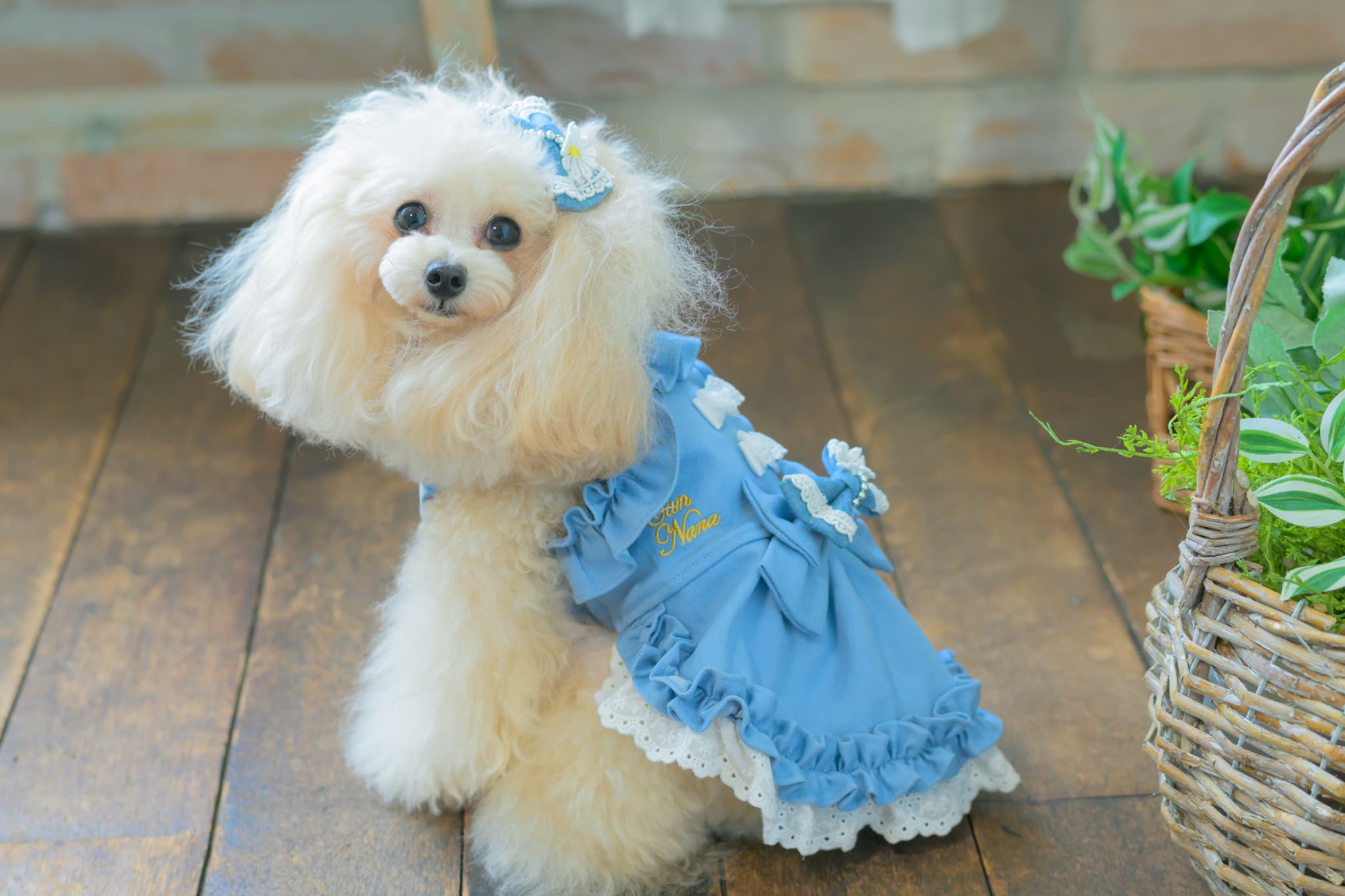 ノゾミ様SALE♡handmade♡♡もふもふわんちゃんバレッタブルー① LB-336 ﾃﾞﾆﾑ＆ﾌﾗﾜｰ ﾐﾆﾊﾞﾚｯﾀ – 【公式】CanNana（きゃんナナ