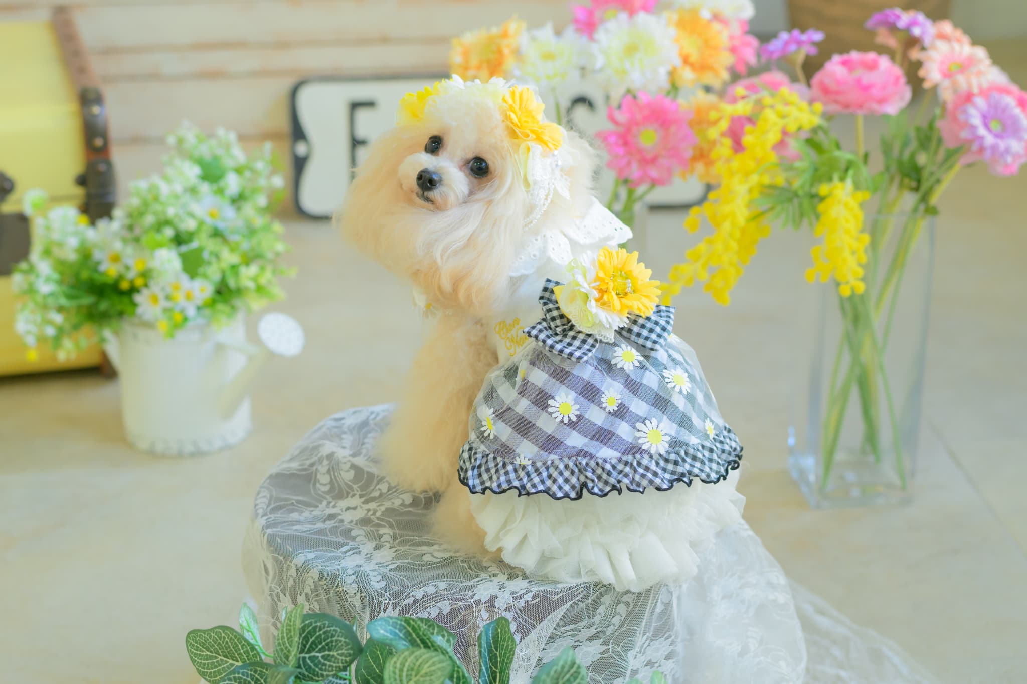 1154 ﾌﾗﾜｰｷﾞﾝｶﾞﾑﾜﾝﾋﾟｰｽ ﾌﾞﾗｯｸ