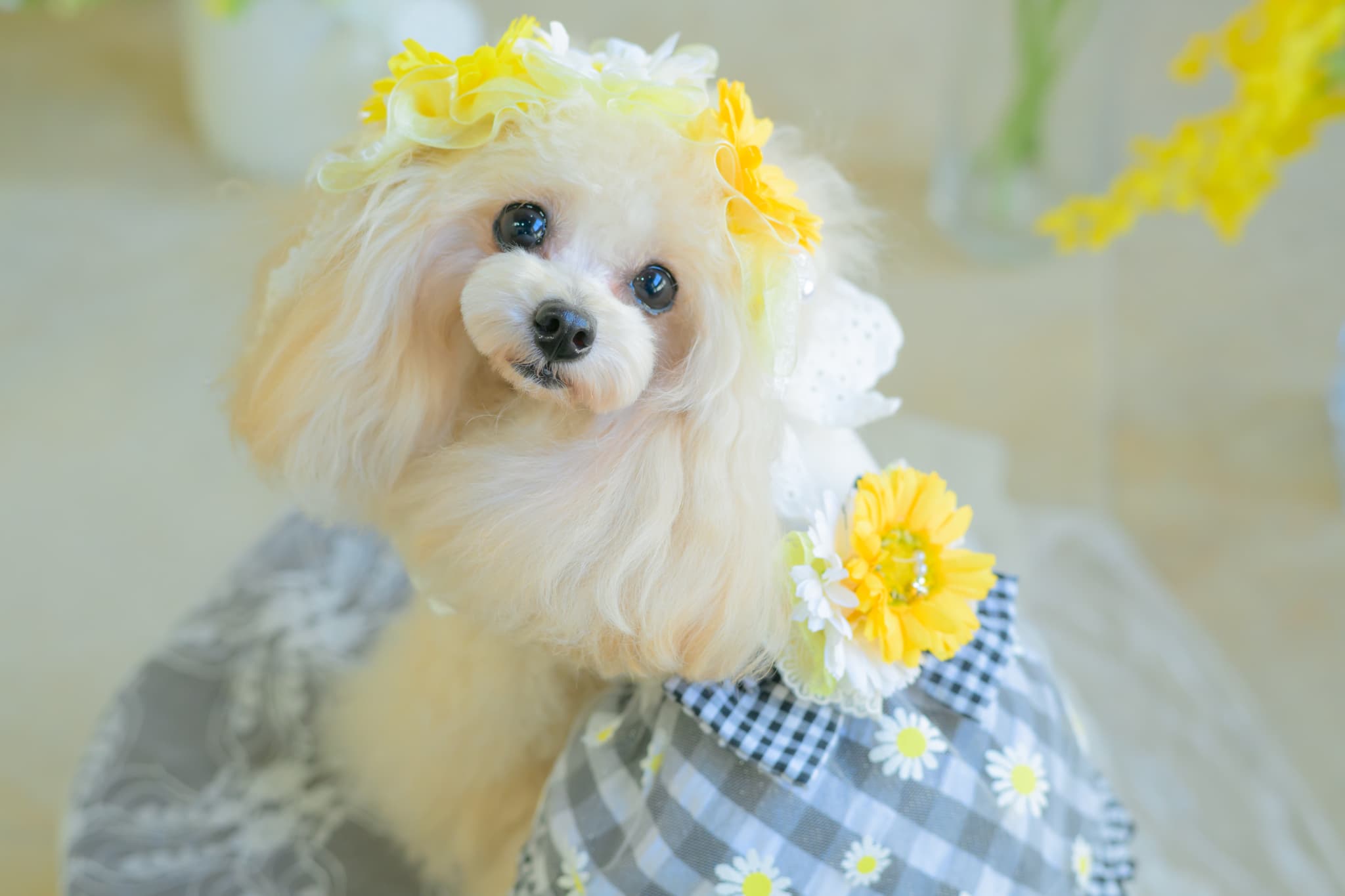 1154 ﾌﾗﾜｰｷﾞﾝｶﾞﾑﾜﾝﾋﾟｰｽ ﾌﾞﾗｯｸ