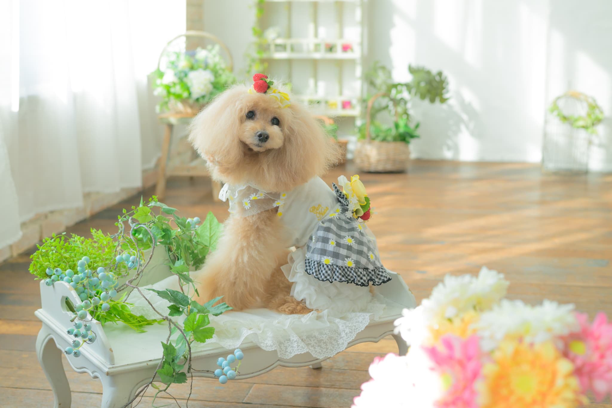 きゃんナナ　新品　Ｓ　花柄和ロりワンピース+バレッタ　ブラック（公式限定カラー） CanNana 犬 犬服 ドックウェア ワンピース フリフリ 通年 春 ロリータ