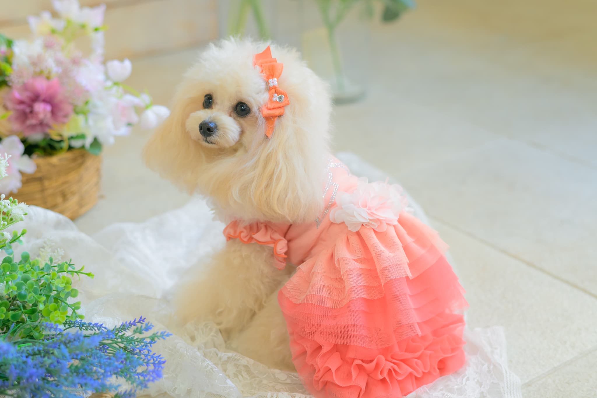 新色　1130 ﾁｭｰﾙﾌﾘﾙｽｶｰﾄ