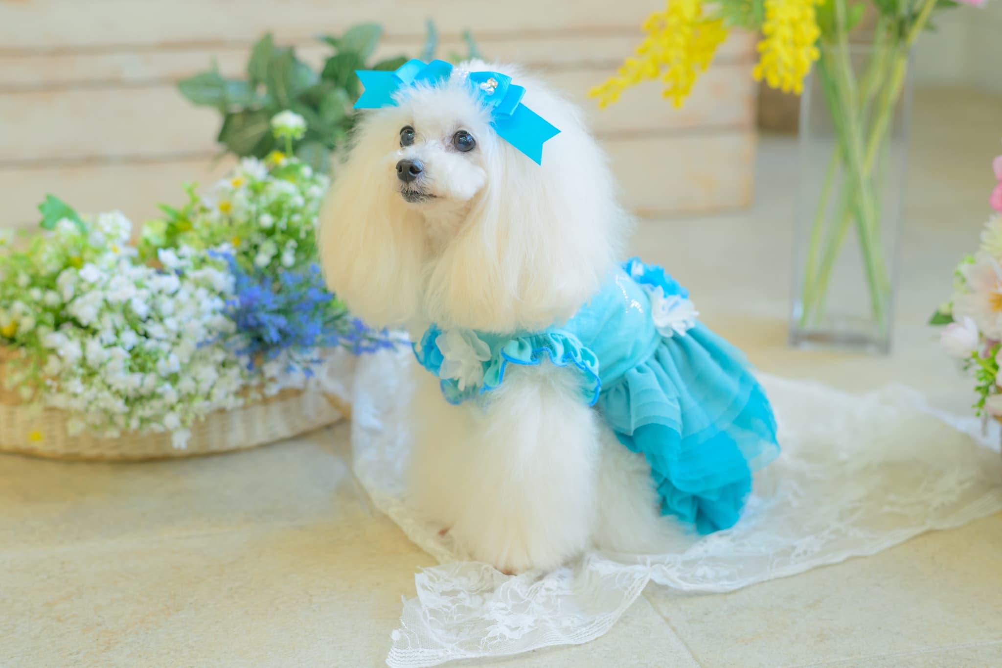 新色　1130 ﾁｭｰﾙﾌﾘﾙｽｶｰﾄ