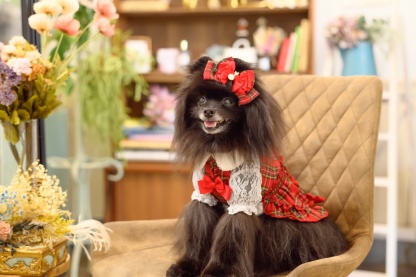 白襟タータンチェックワンピー