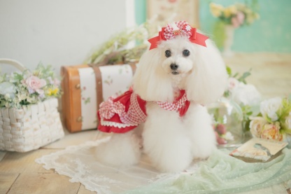 レトロいちごギンガムフリルワンピース