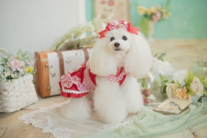 レトロいちごギンガムフリルワンピース