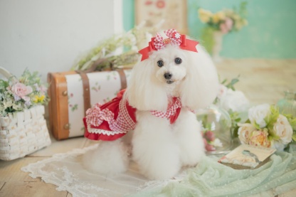 レトロいちごギンガムフリルワンピース