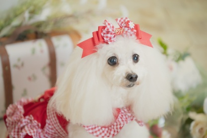 レトロいちごギンガムフリルワンピース