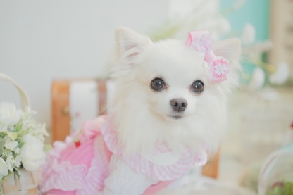 ギンガムチェックミニバレッタリボン