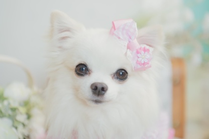 ギンガムチェックミニバレッタリボン