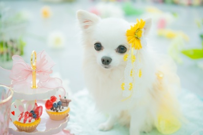 ガーベラロングバレッタリボン