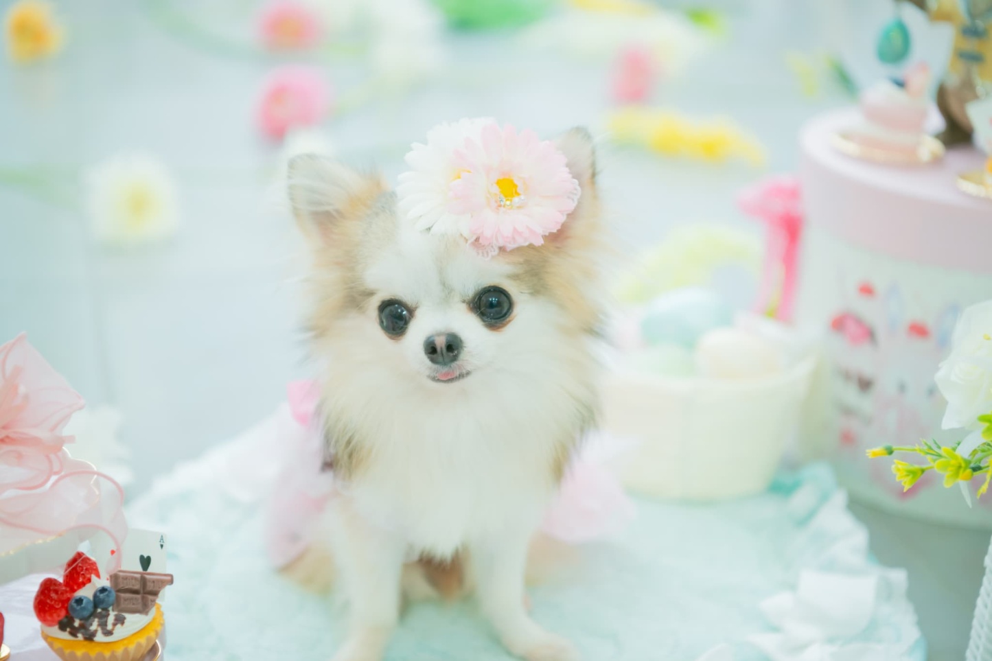 ダブルガーベラバレッタリボン