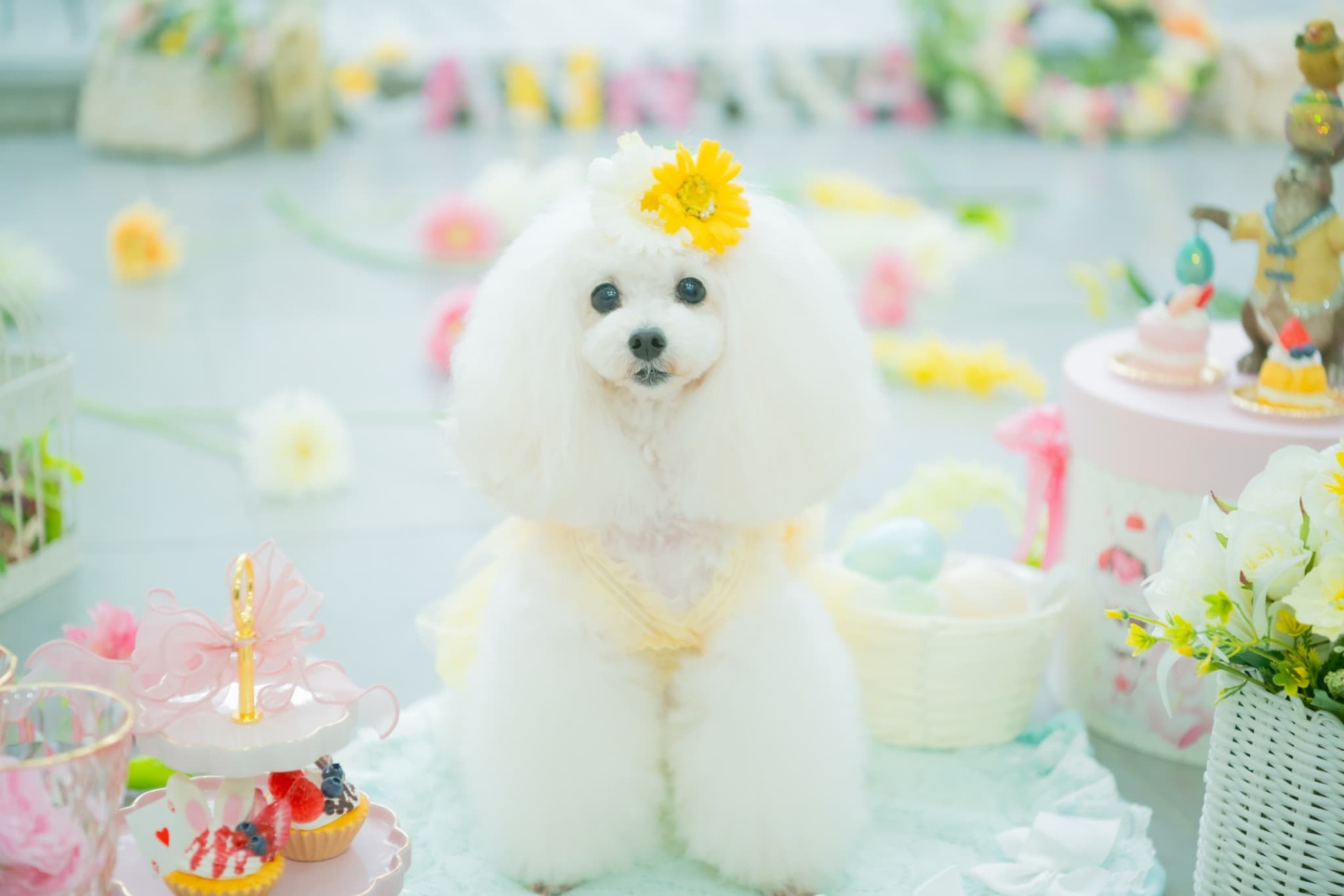 ダブルガーベラバレッタリボン