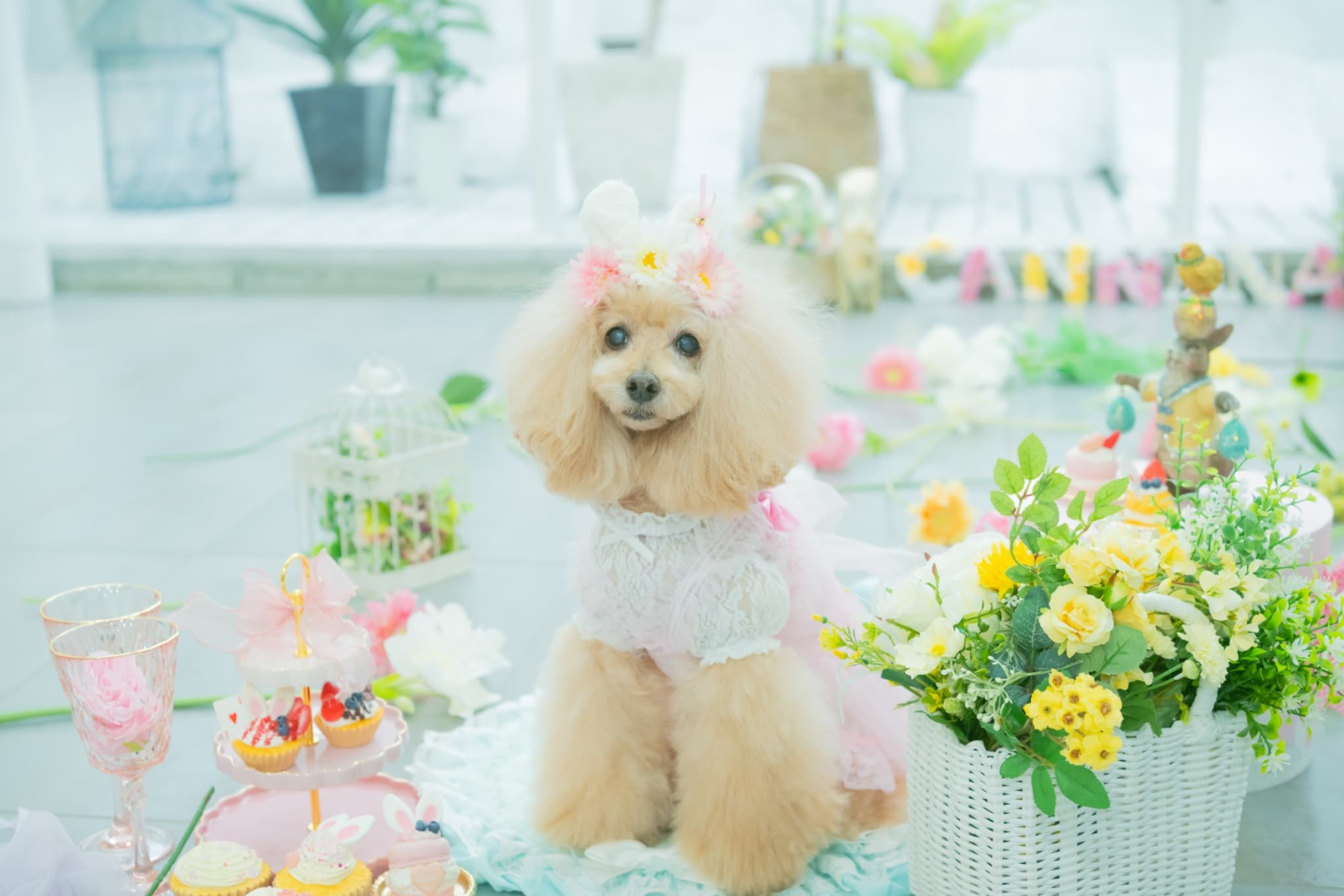 うさ耳バレッタリボンS