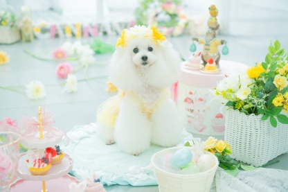 春のガーベラヘッドドレス 