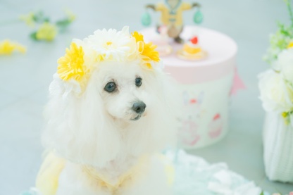 春のガーベラヘッドドレス 