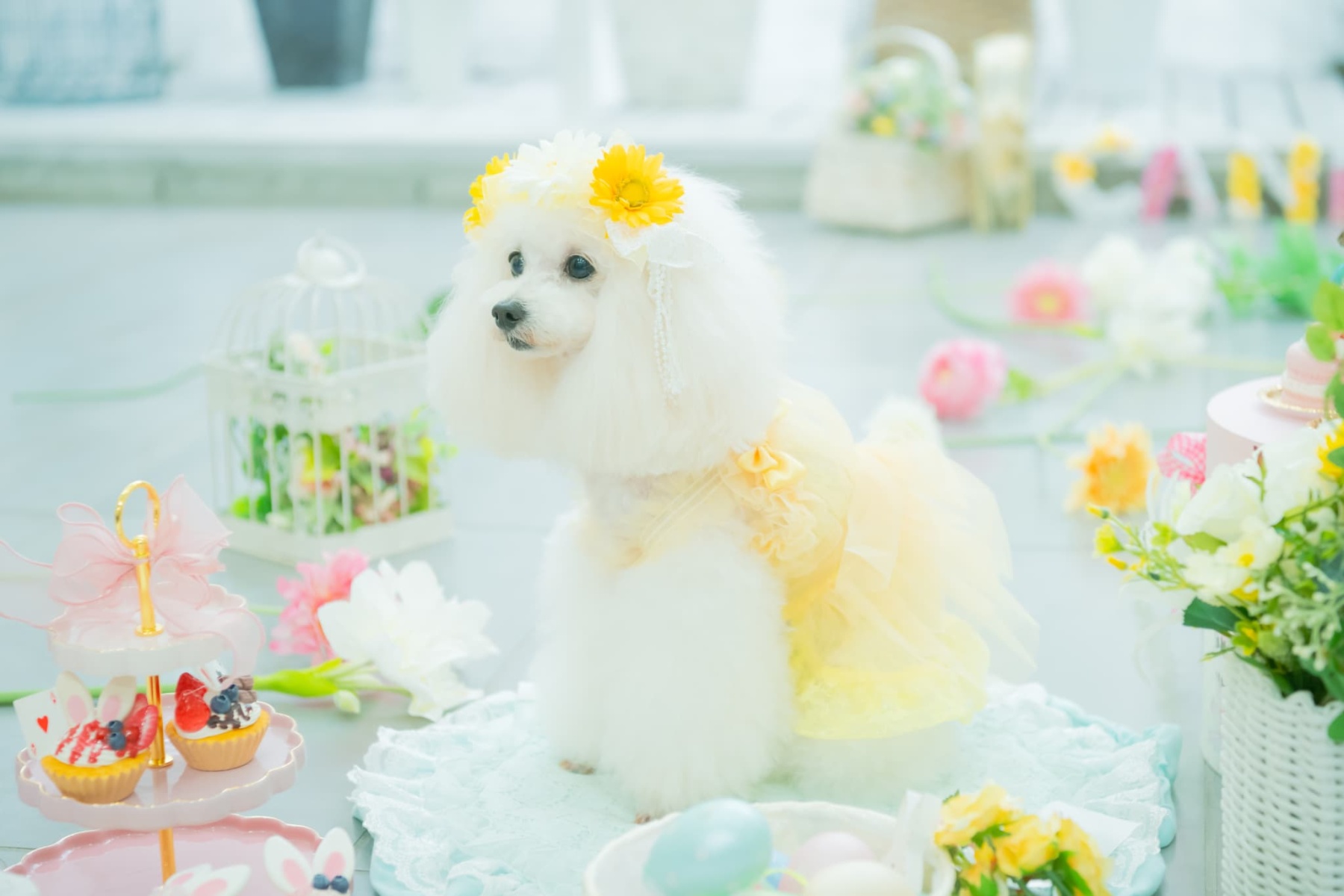 春のガーベラヘッドドレス 