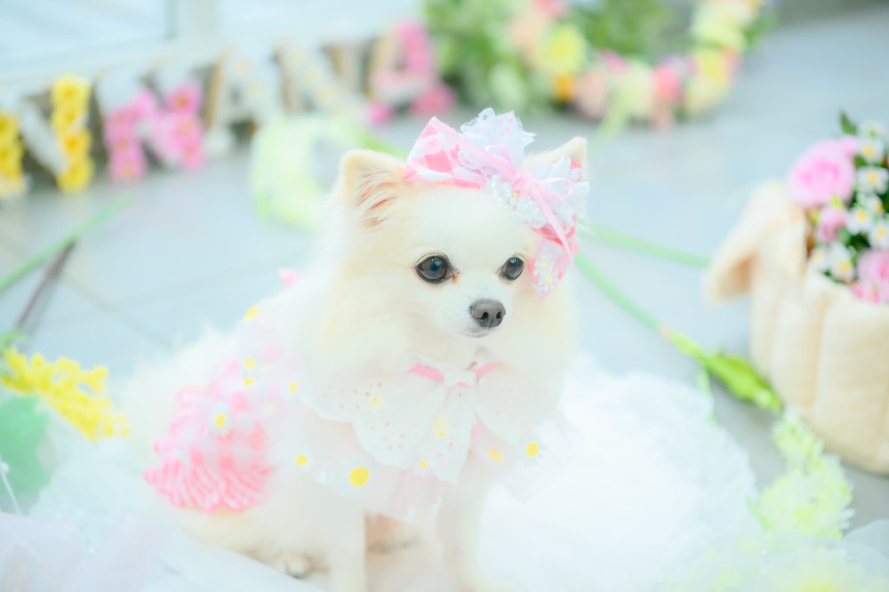 レース＆チェックバレッタリボン