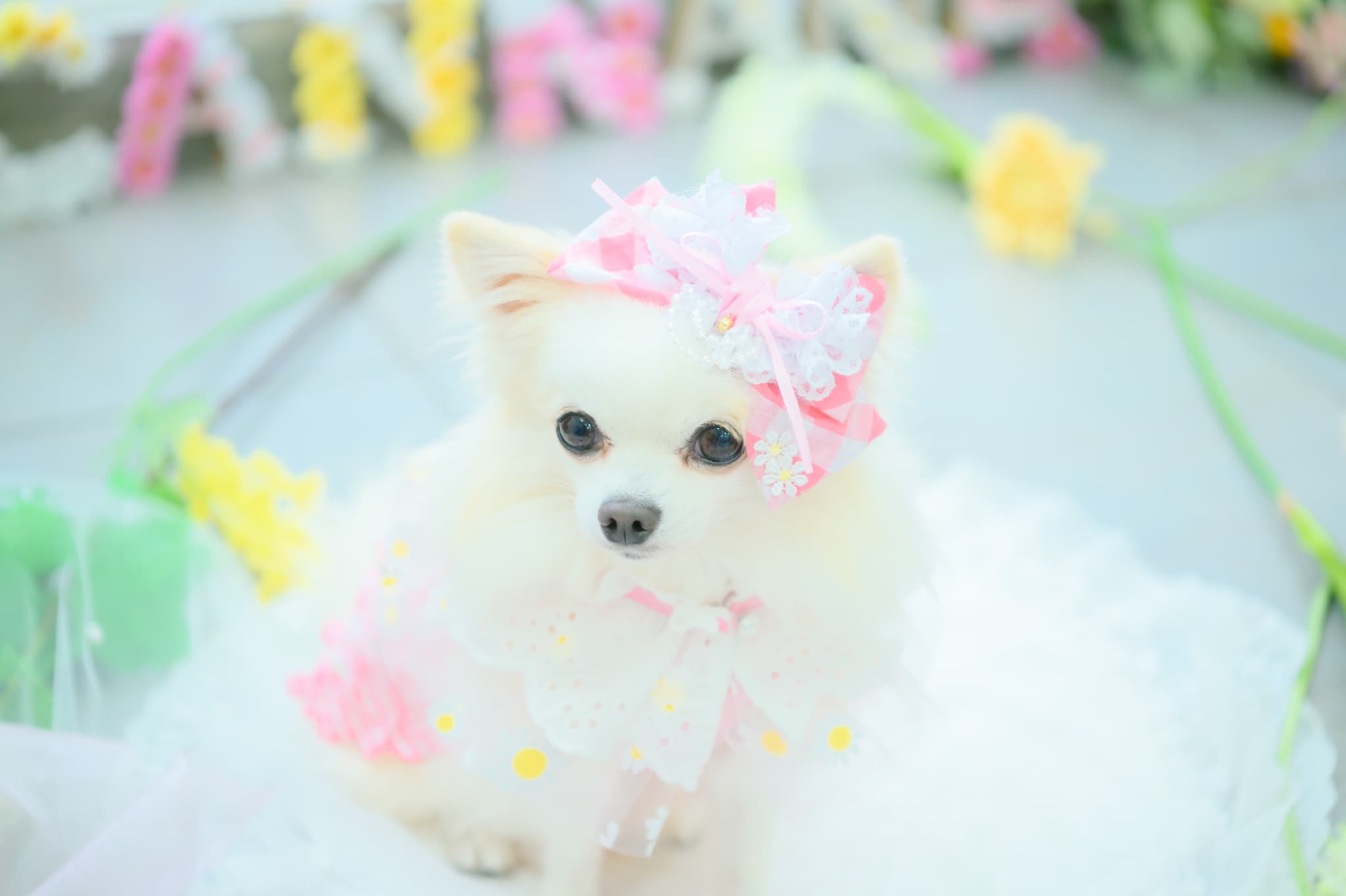 レース＆チェックバレッタリボン