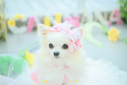 レース＆チェックバレッタリボン