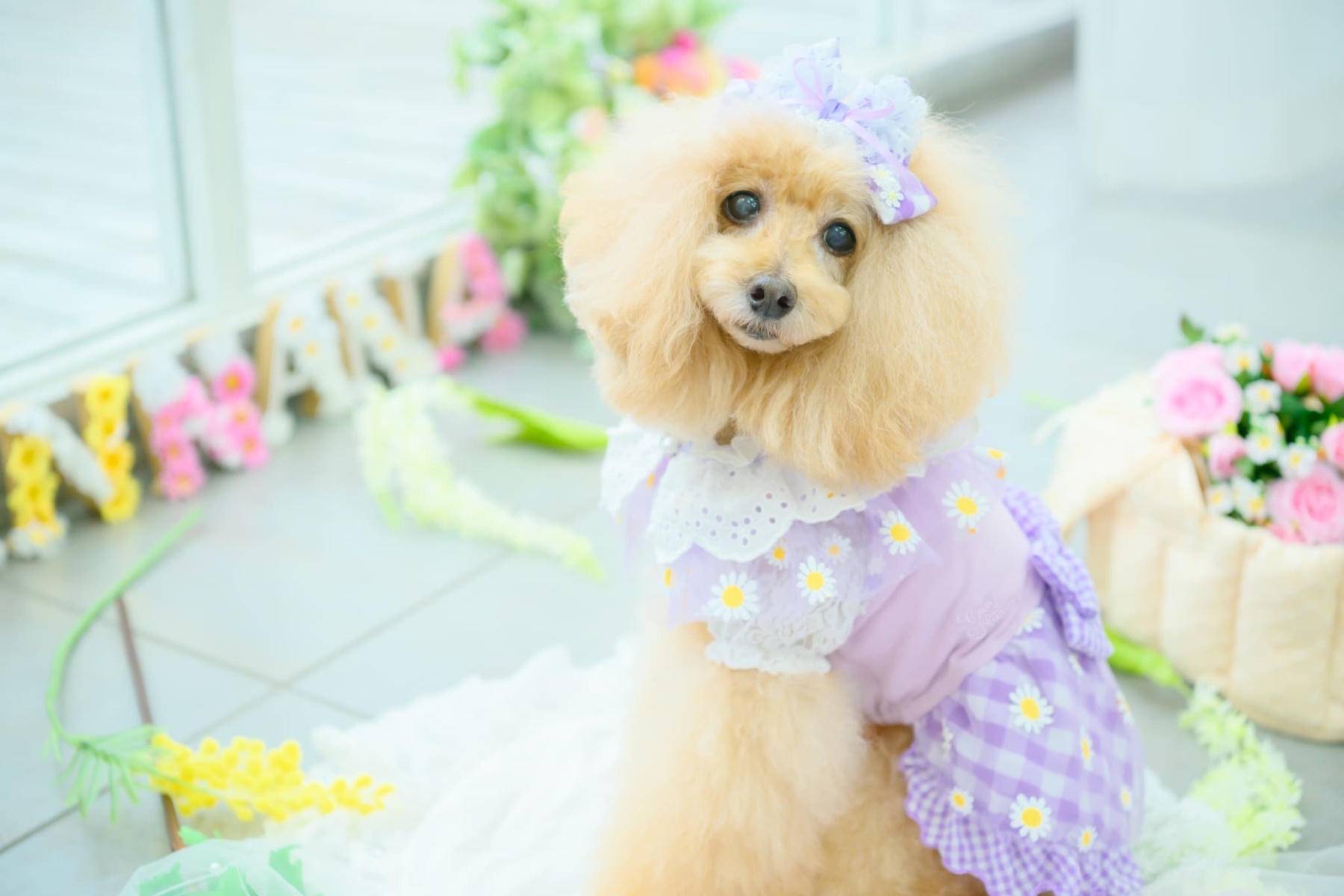 レース＆チェックバレッタリボン