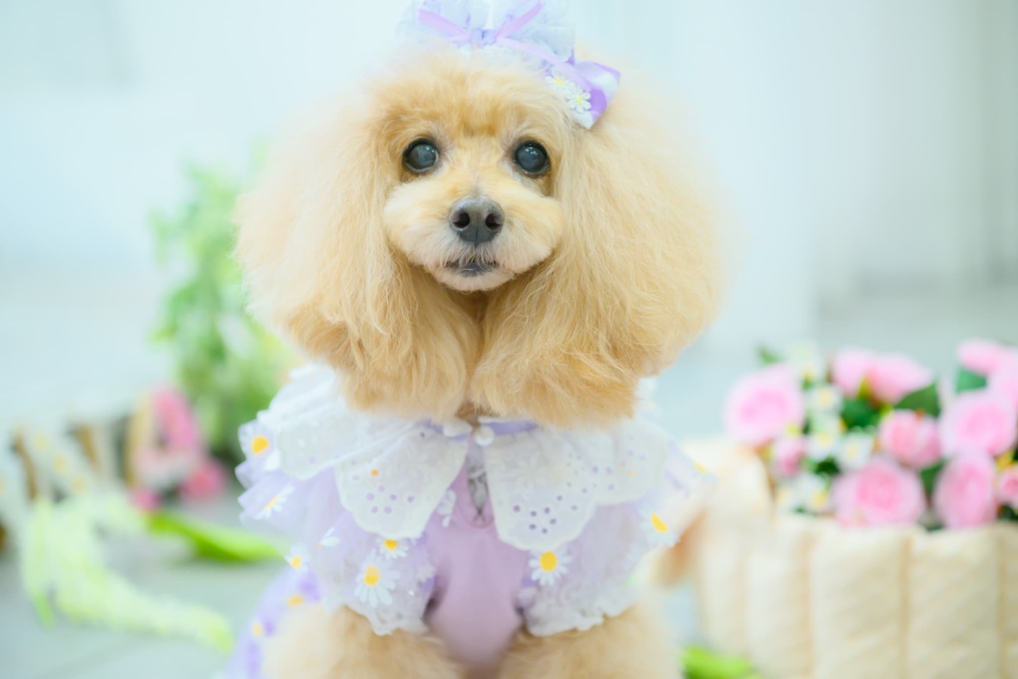 レース＆チェックバレッタリボン