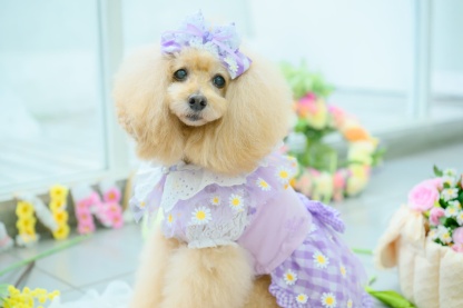 レース＆チェックバレッタリボン