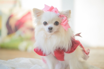 【角度一定スタンド式】きゃんナナ姫リボンバレッタ