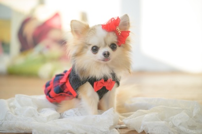 角度一定スタンド式JDバレッタ