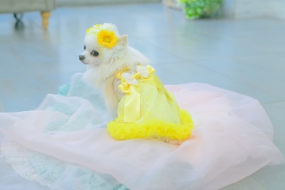 1178レース＆チュールキャミワンピース(リボンブローチ付き)