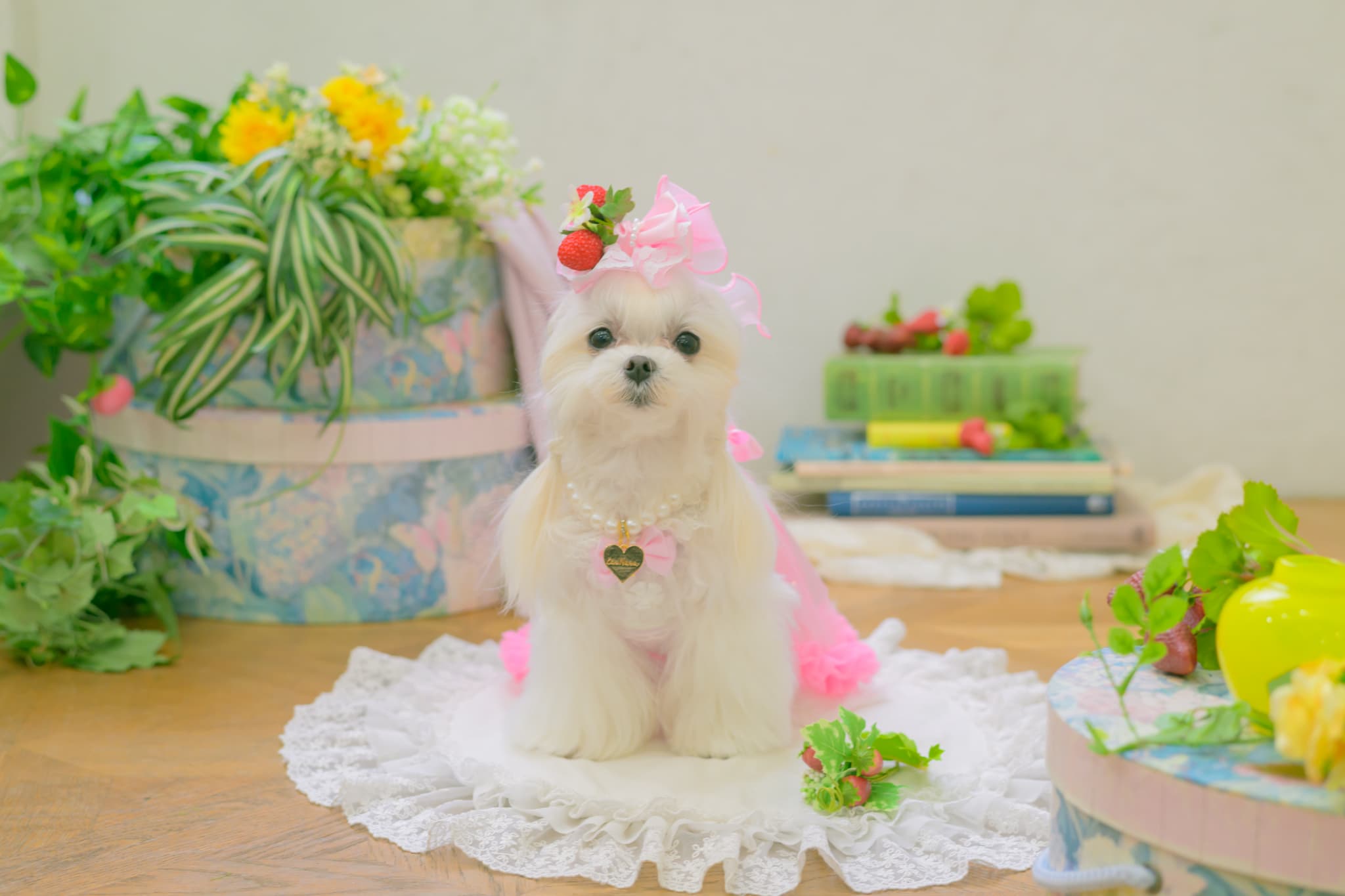 LB-330 フレッシュストロベリーバレッタリボン