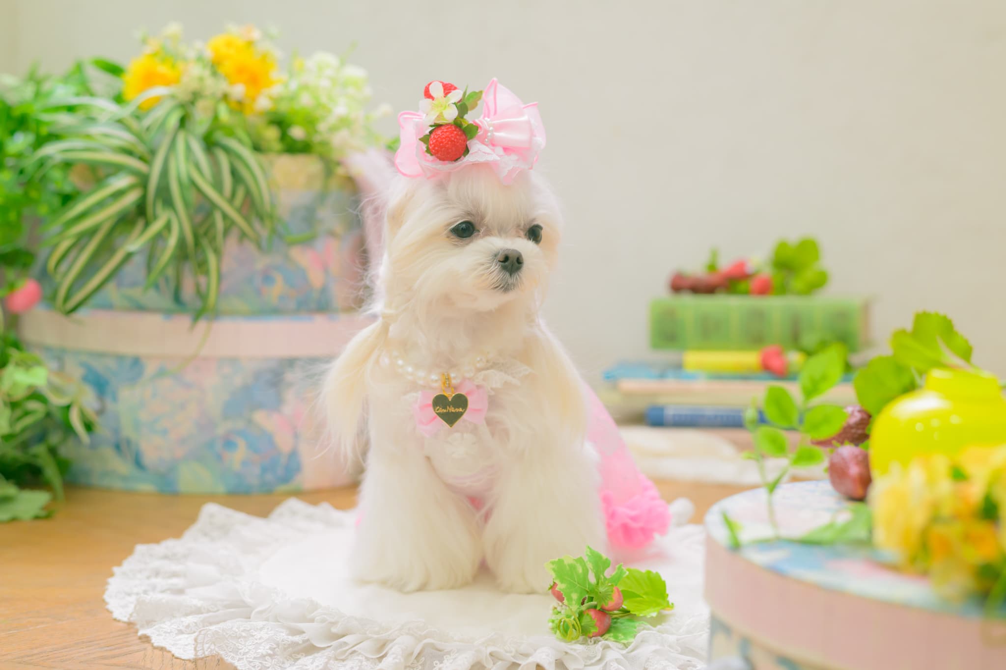 LB-330 フレッシュストロベリーバレッタリボン