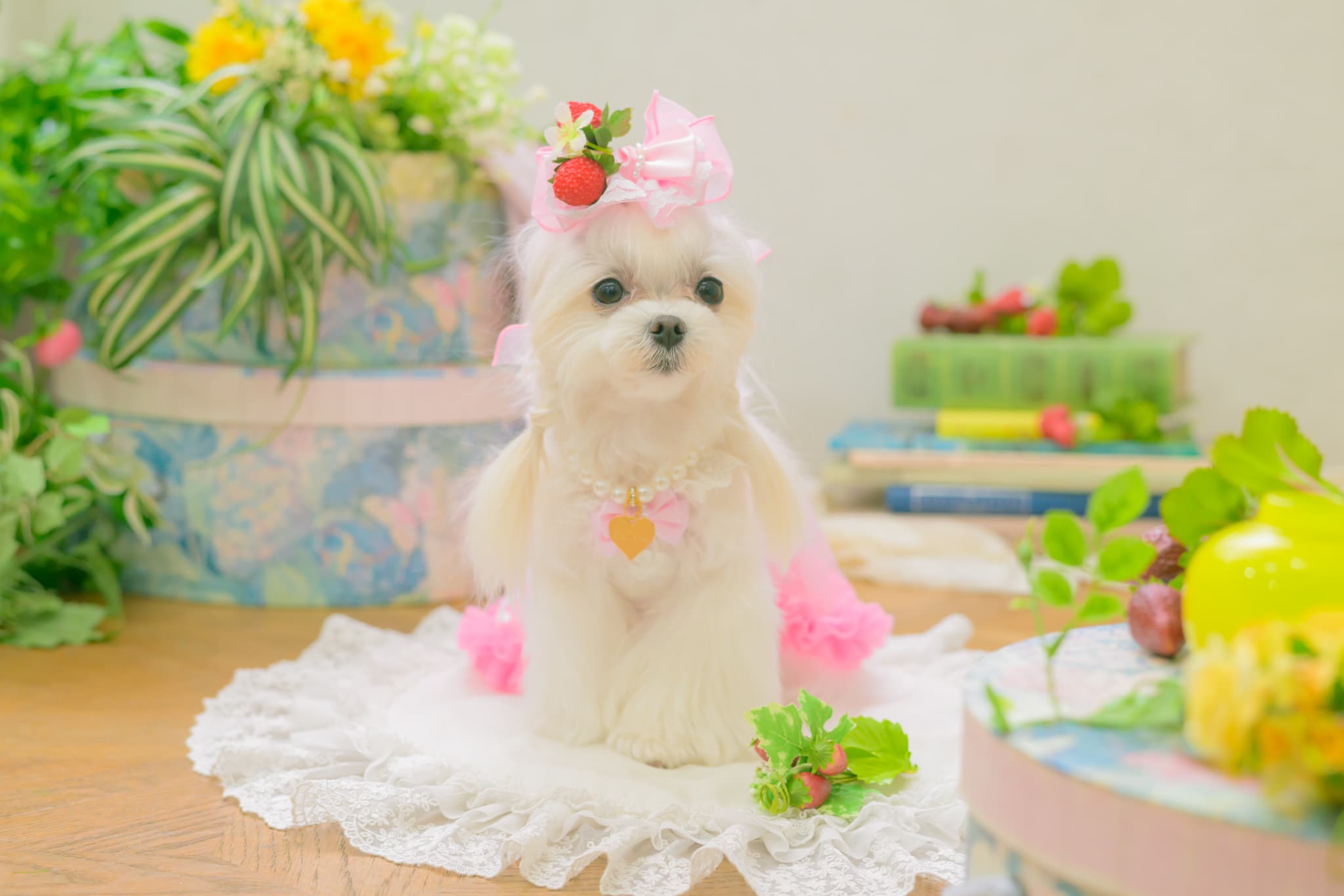 LB-330 フレッシュストロベリーバレッタリボン