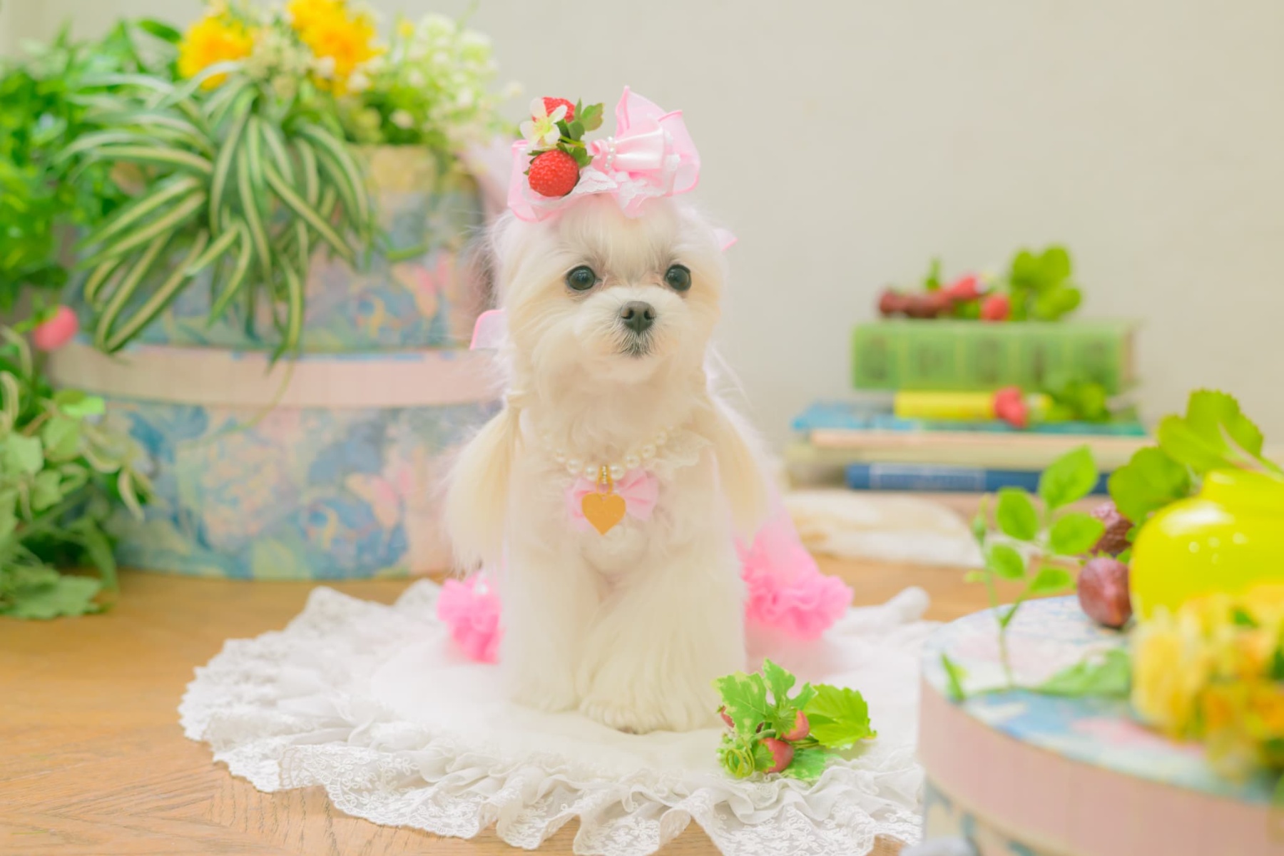 LB-330 フレッシュストロベリーバレッタリボン