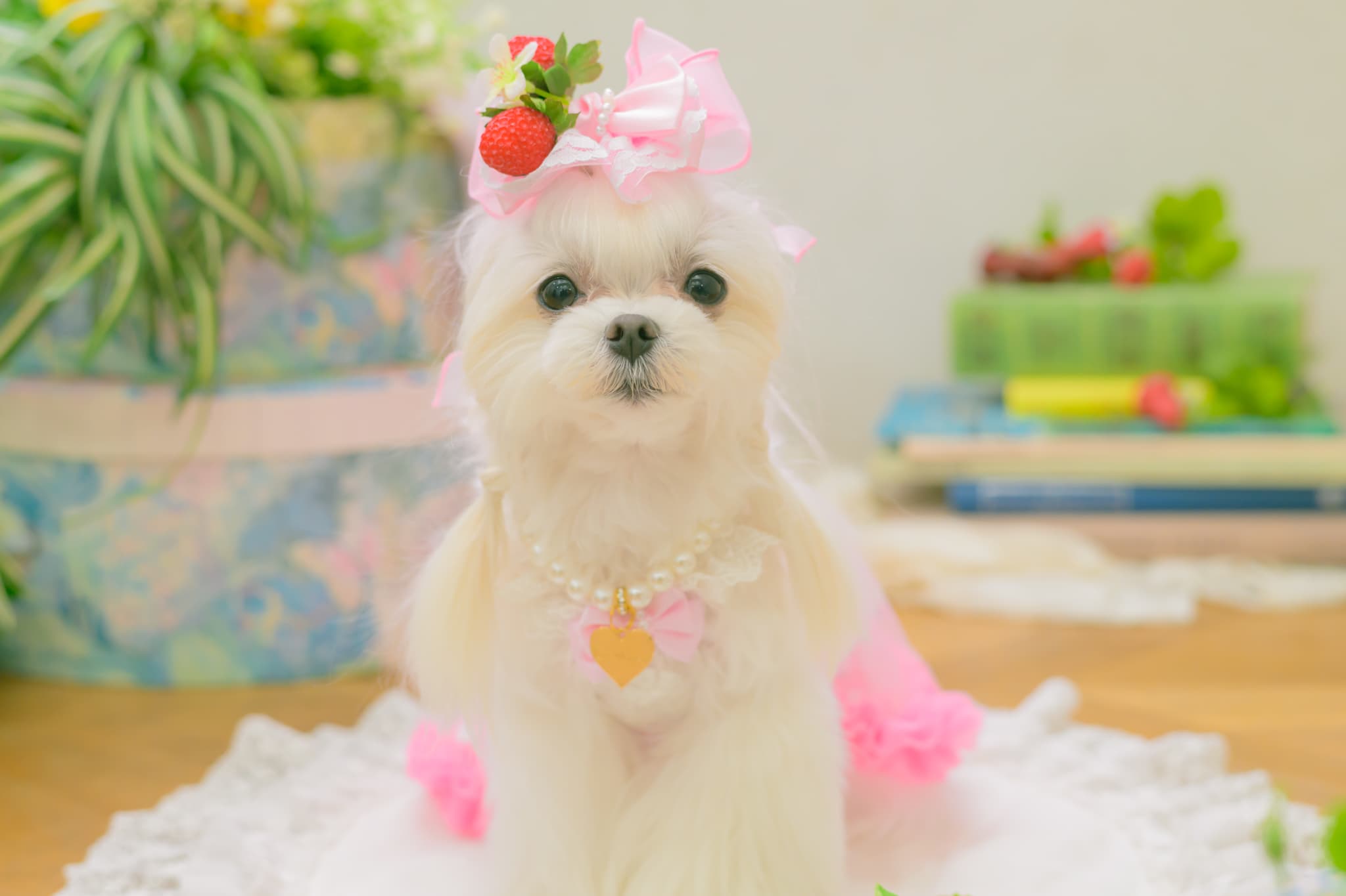 LB-330 フレッシュストロベリーバレッタリボン