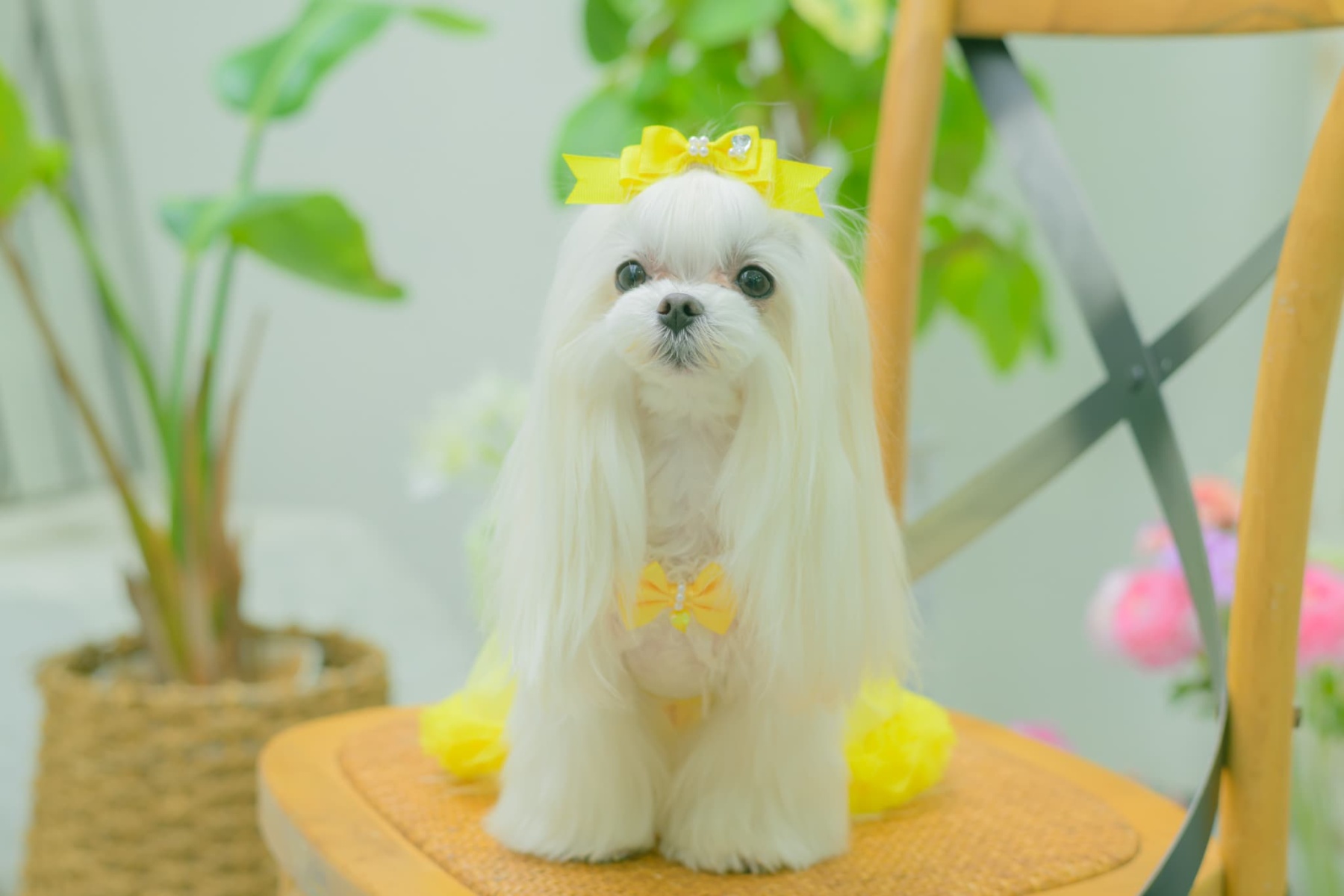 1178レース＆チュールキャミワンピース(リボンブローチ付き)