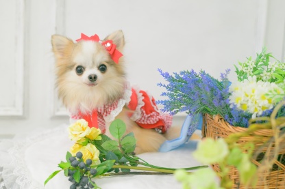 LB-1003 CanNanaミニ姫リボン